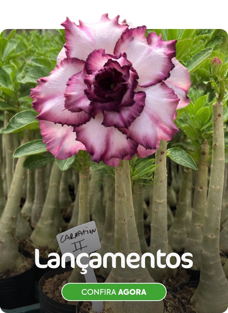 fixo carrossel gm rosa do deserto promocao desconto cupom frete gratis 2
