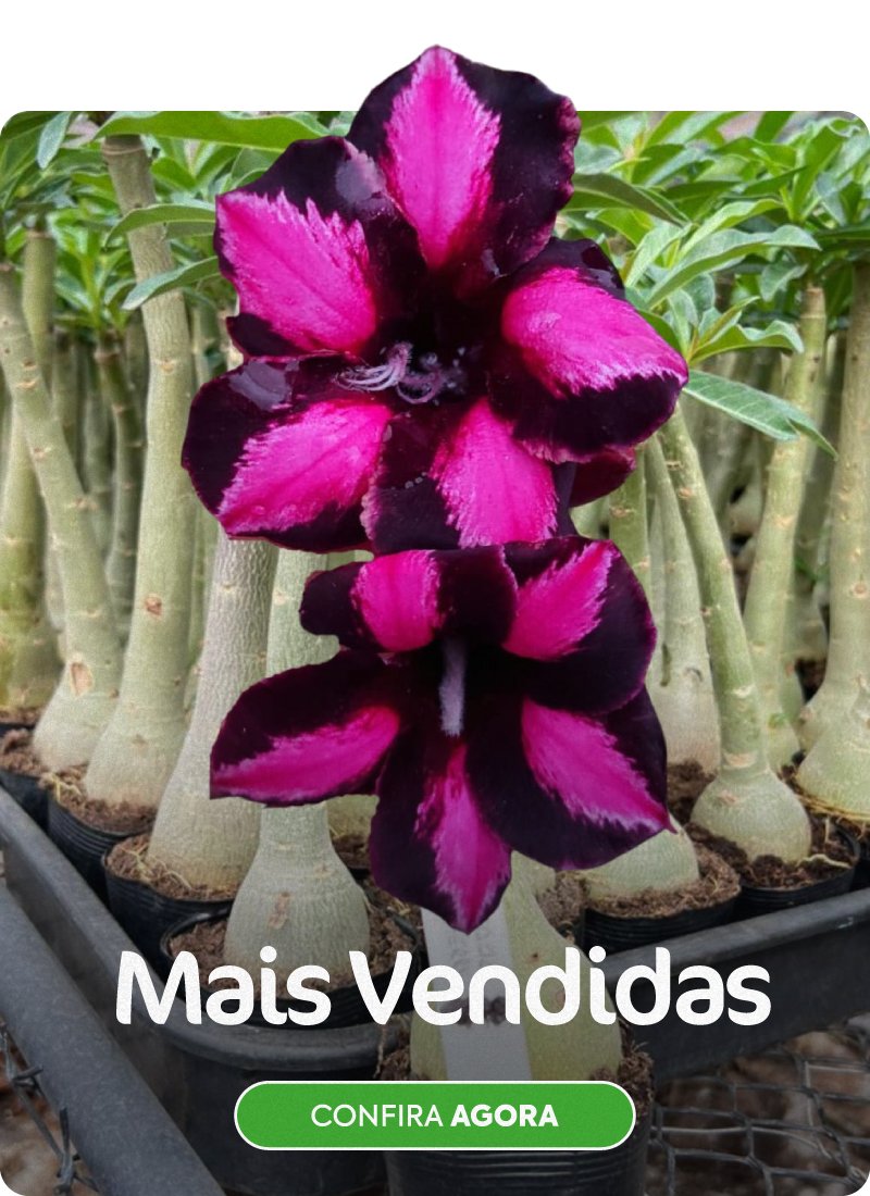 fixo carrossel gm rosa do deserto promocao desconto cupom frete gratis 1