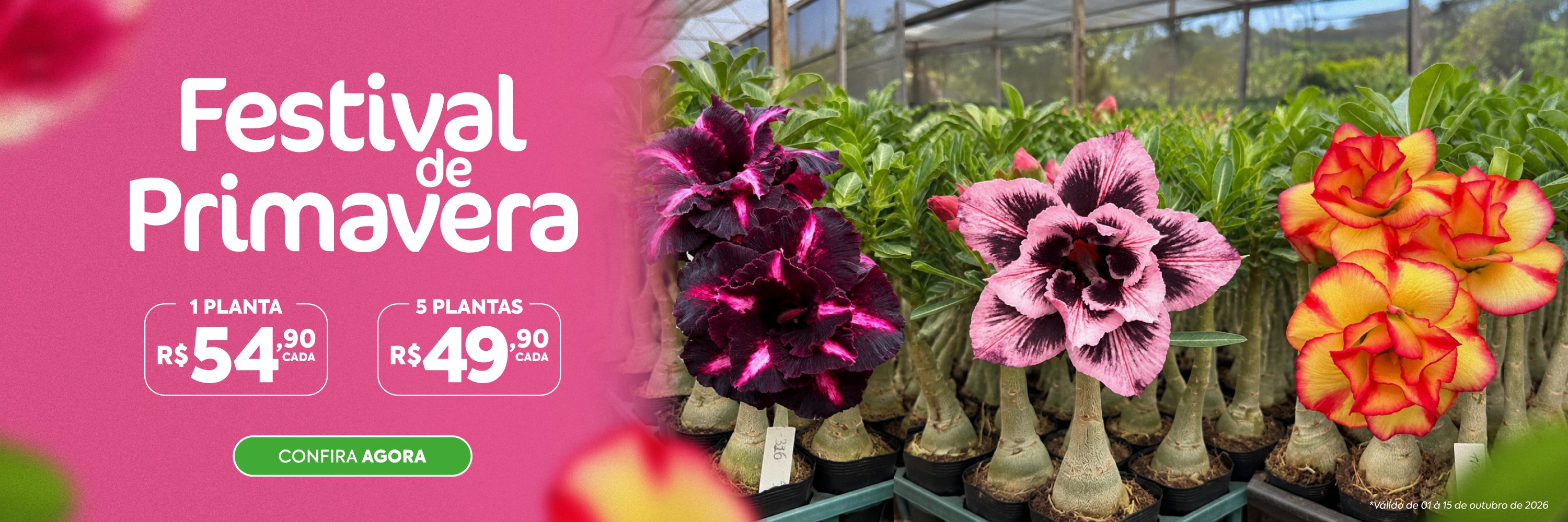 carrossel topo desktop promocao desconto cupom frete gratis gm rosa do deserto 1