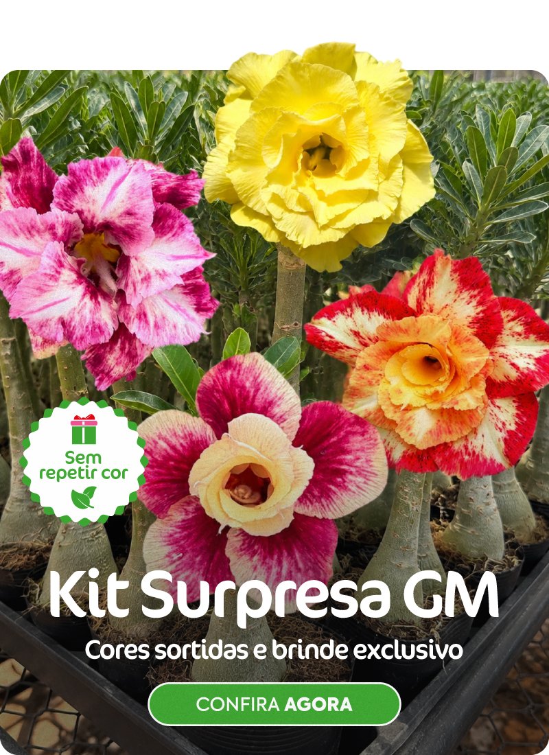 fixo carrossel gm rosa do deserto promocao desconto cupom frete gratis 3